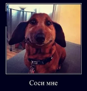 🐕