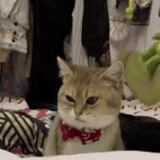🐱