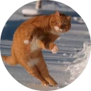 🐱
