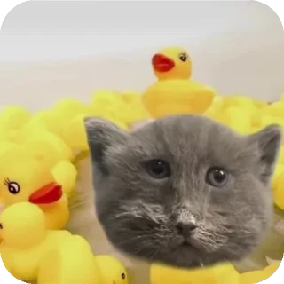 👍