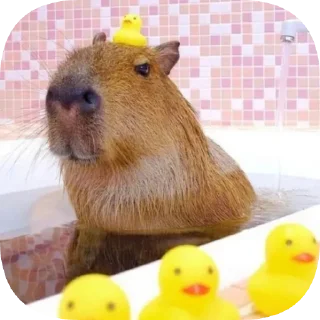 🐥