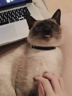 🐱
