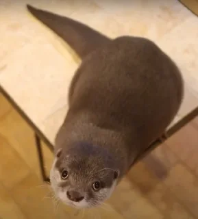 🥺