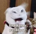 Киберкоты😼