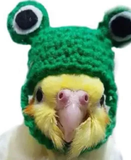 🐸