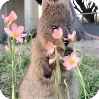 🌸