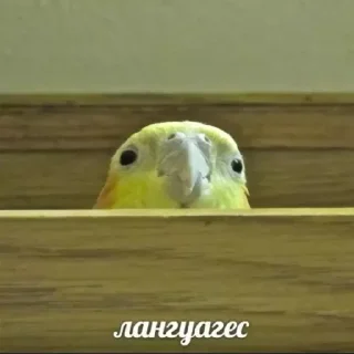 🇬🇧