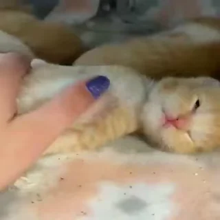 🐈