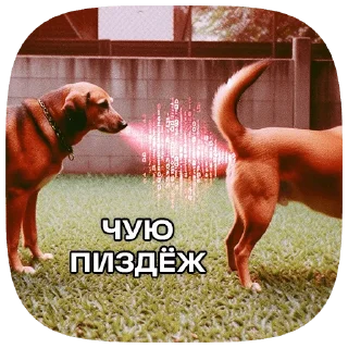 🐶