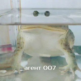 😎