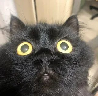 😺