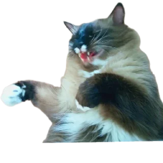 🐱