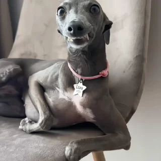 🐶