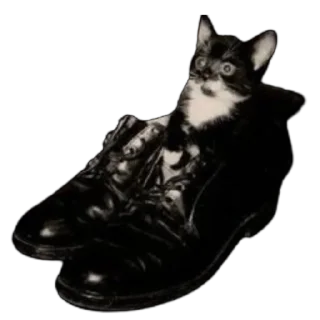 🐈‍⬛