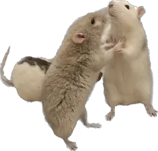 🐀