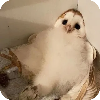 🦉
