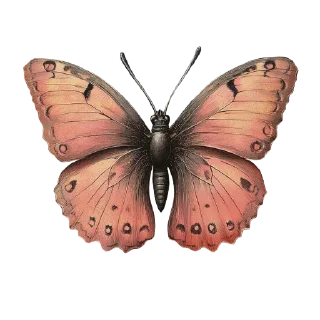 🦋
