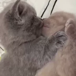 💗