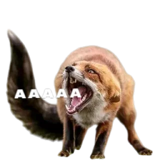 🦊