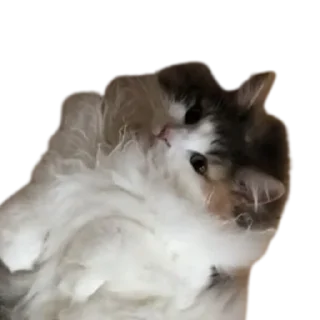 😺