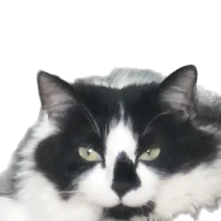 🐄