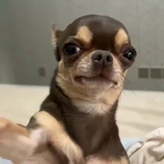 🐶