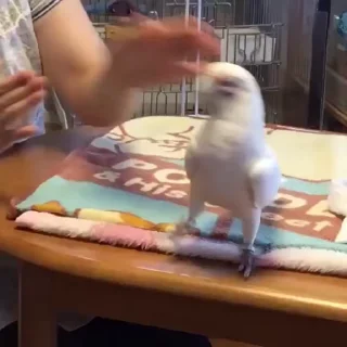 🐾