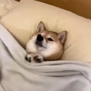 😴