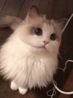 【海奥华】cat @hahbeijing3