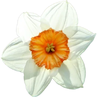 🌼
