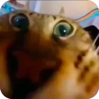 🤩