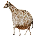 🦒