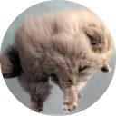 🐱