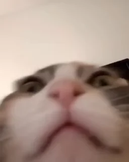 🐈‍⬛
