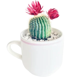 ☕️