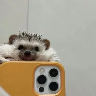 🦔