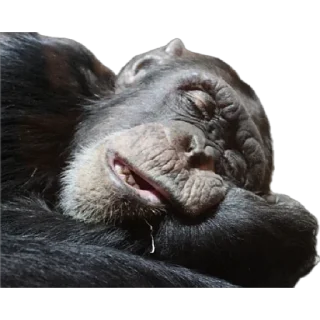 😴