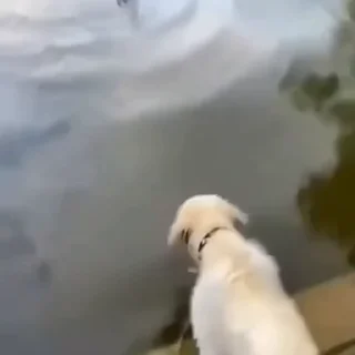 🐩