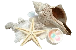 🐚