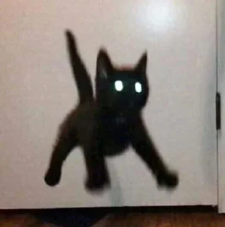 🙀