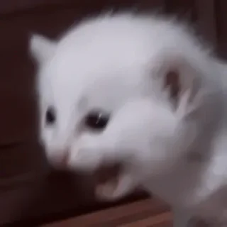 🐈‍⬛