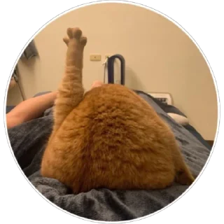 🐈