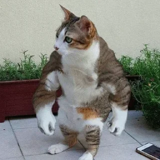 💪