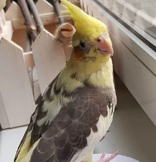 ❓