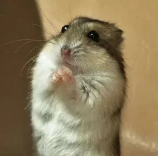 🤩