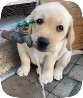 🐶