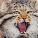 😸