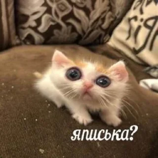 @oldskoolcool