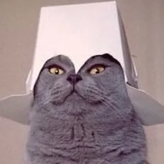 😼