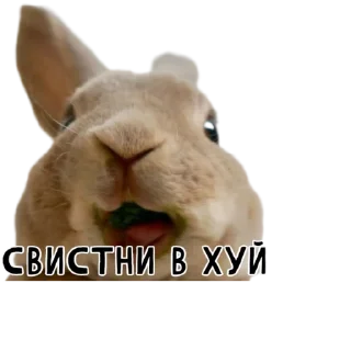 😗